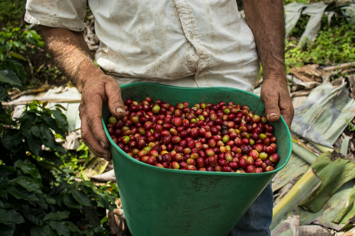 Coffee sourcing and processing